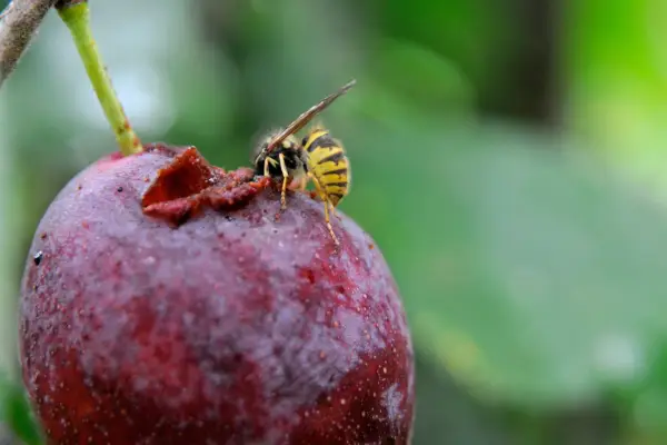 Wasp on a plum