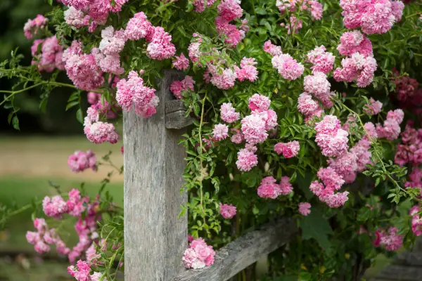 Rambling rose Super Fairy