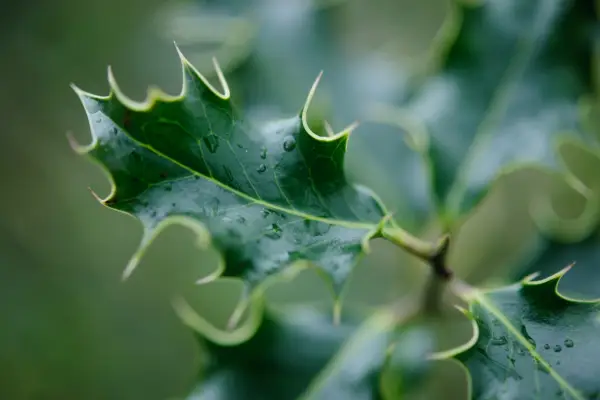 Ilex aquifolium leaves