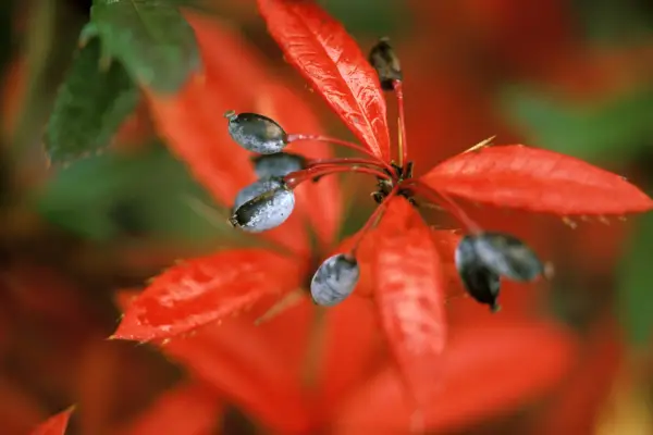 Berberis julianae. Photo: Getty Images.