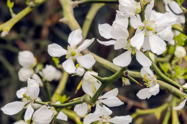 Poncirus trifoliata. Photo: Getty Images.