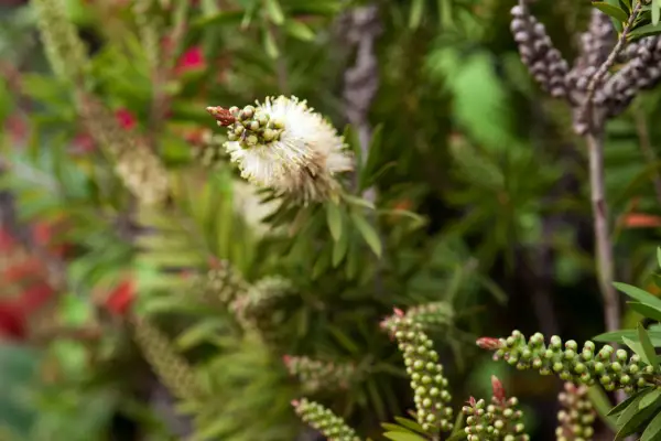 Callistemon pityoides