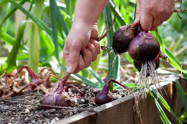 Harvesting onions in September