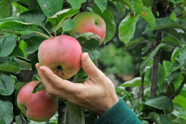 Harvest apples in September