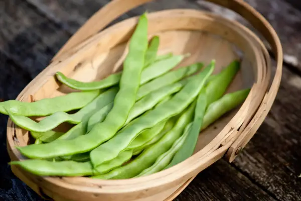 Harvesting runner beans in September