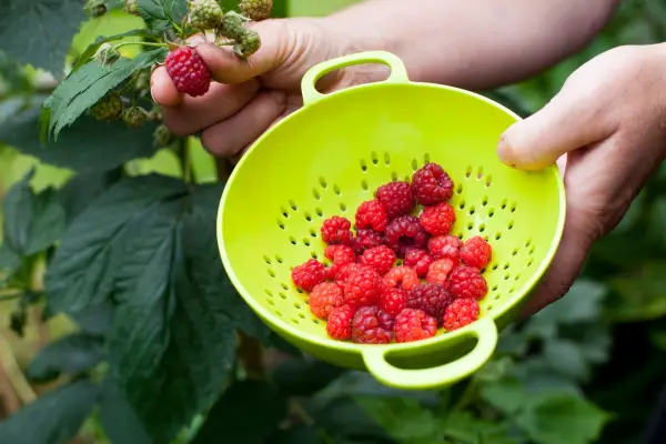 Harvesting autumn fruiting raspberries in September