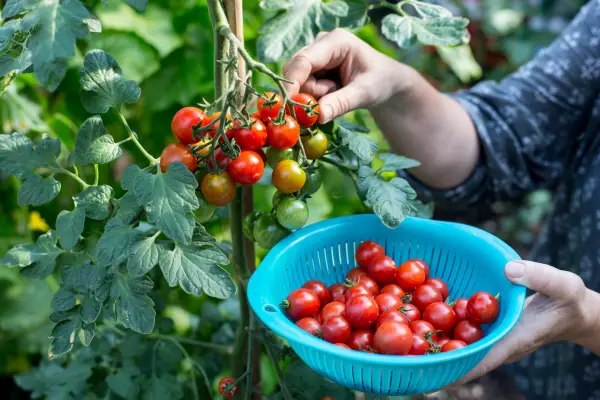 Harvesting tomatoes in September
