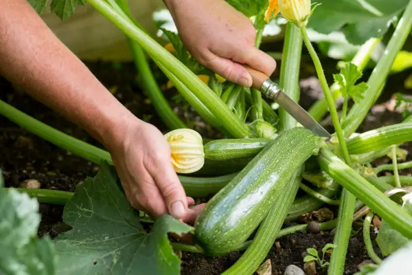 How to grow courggetes - harvesting courgettes