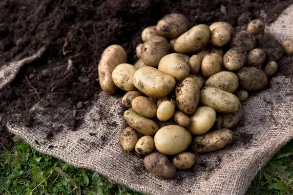 Harvesting potatoes in September