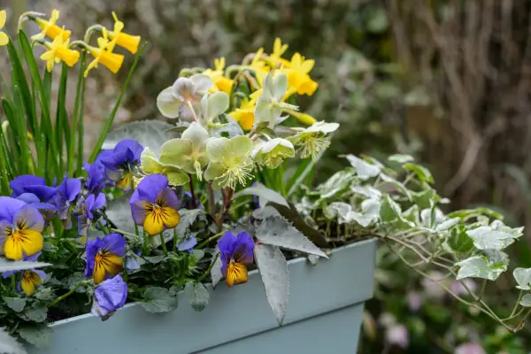 Hellebore, viola and pansy winter and spring container