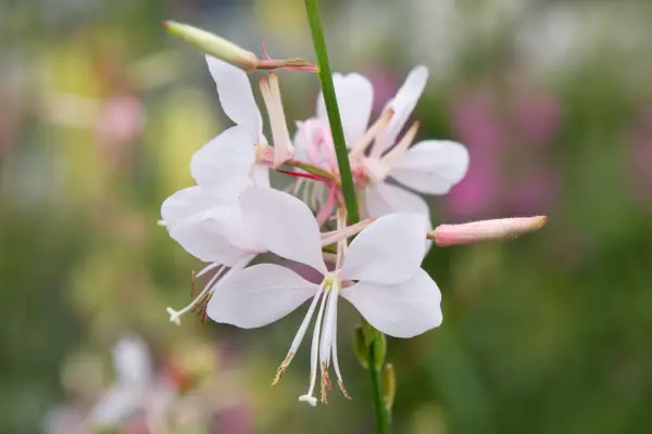 ガウラ「アイスクールなバラ色」