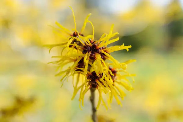 Hamamelis רך 'Goldcrest'