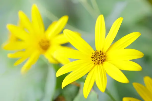 Jerusalem artichoke flowers. Credit: Getty Images
