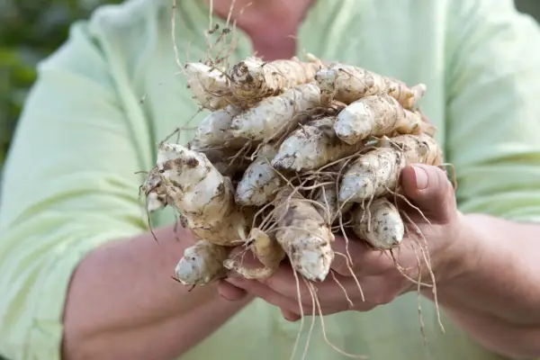 A bundle of freshly harvested Jerusalem artichokes
