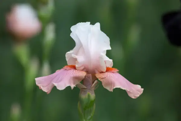 Iris „Magnolia de zahăr”