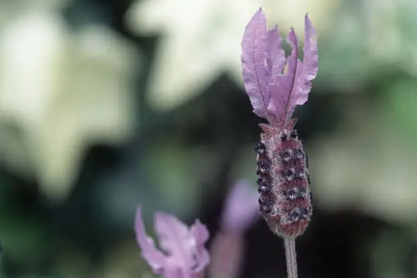Lavandula Stoechas subsp. peduneulata