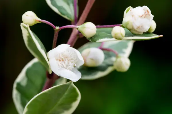 Luma apirulata 'glanleally'