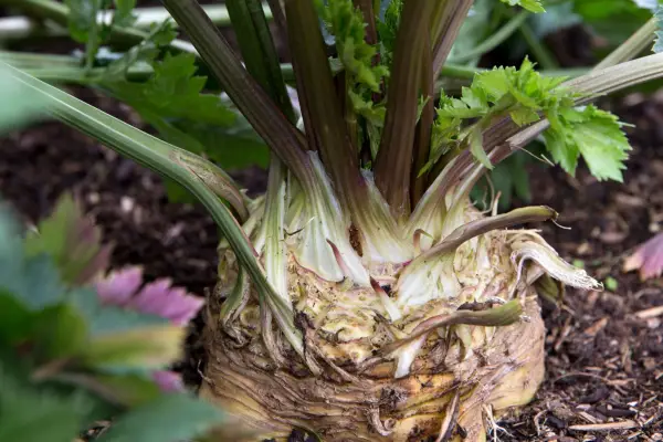 A mature celeriac plant