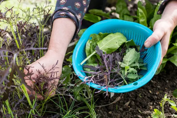 Cropping baby salad leaves into a colander