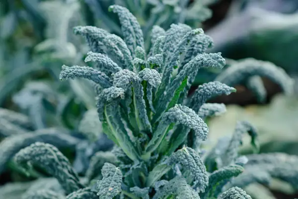 Tuscan black kale