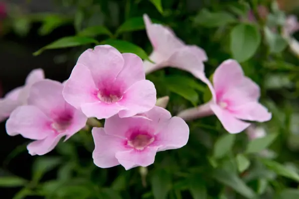 Pandorea Jasminoides „Rosea Superba”