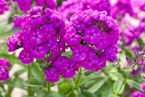 Phlox paniculata 'Peacock Neon Purple'