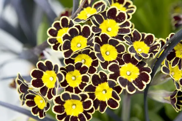 Primula 'Gold Laced Group'