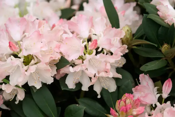 Rhododendron 'Dreamland'