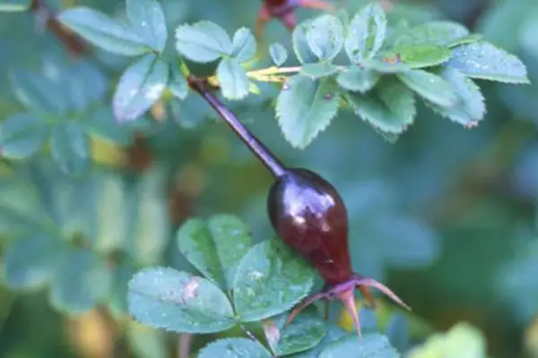 Rosa Pimpinellifolia