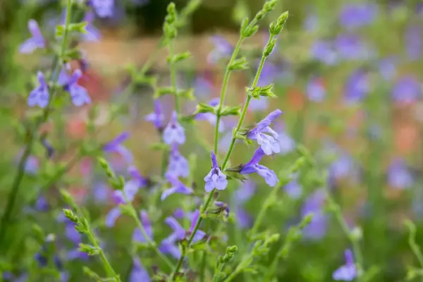 Salvia 'African Sky'