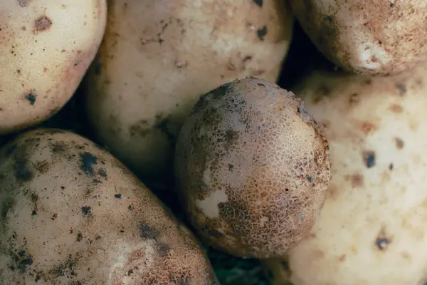 Solanum tuberosum 'værdi'