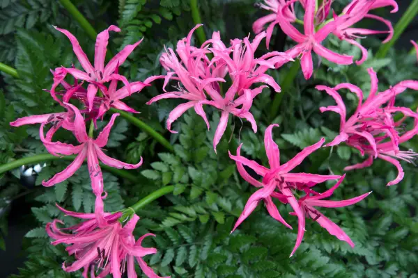 X Amarine „Anastasia” (seria Belladiva)