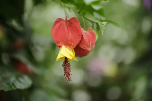 Abutilon Megapotamicum