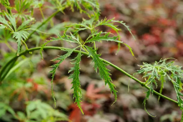 Acer ssp. Dissectum 'filigrane'