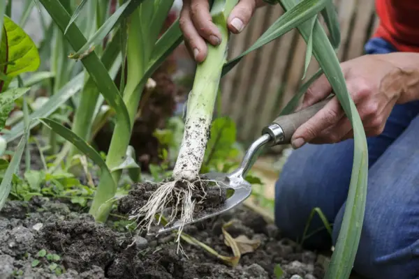 Česnek Porrum 'Musselburgh'