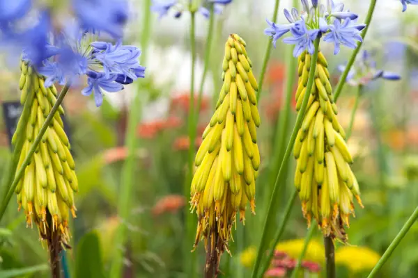 10 aloes to grow - Aloe striatula
