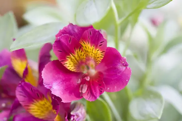 Alstroemeria 'Ceres'