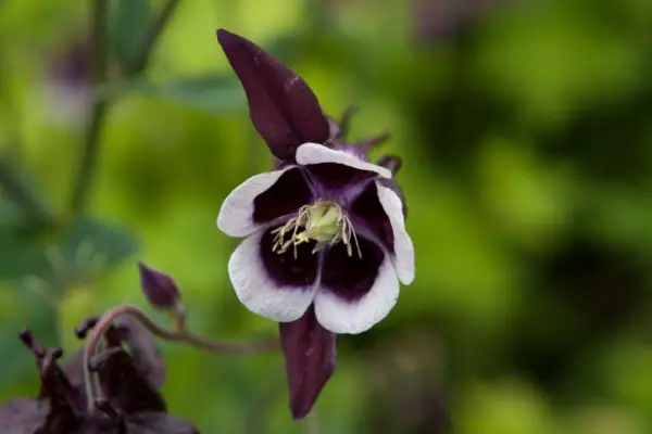 Aquilegia vulgaris „William Guinness”