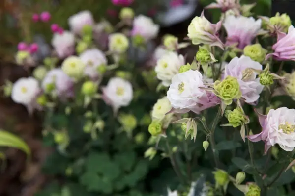Aquilegia vulgaris 'Winky Double Rose-Pink' (Winky Series)
