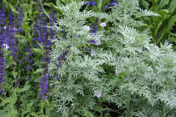 Ludovician Artemisia „Valerie Finnis“