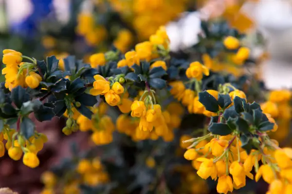 Berberis darwinii „compacta”