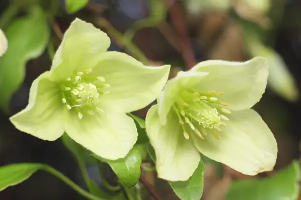 Clematis 