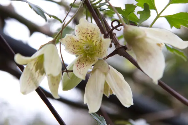 Clematis cirrhosa var balearica