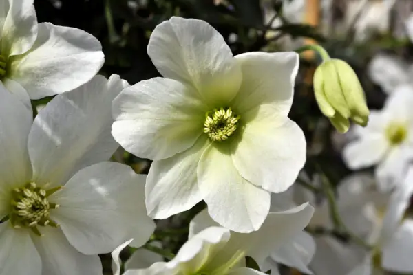 Clematis 