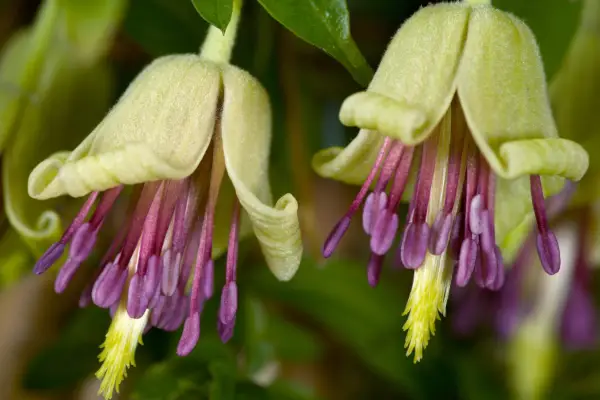 Clematis napaulensis. Alamy