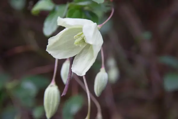 Clematis 