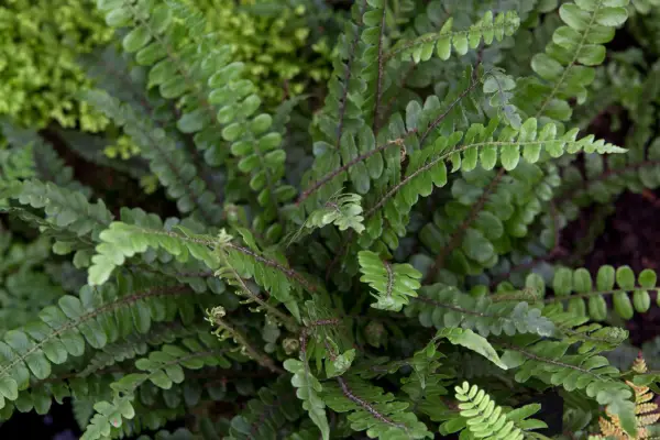 Blechnum fluviatile
