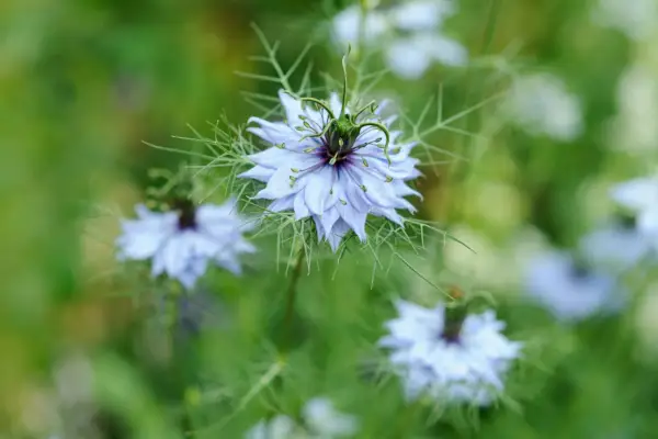 Nigella damascena