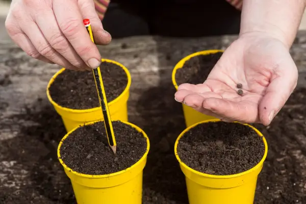 Sowing sweet peas in pots