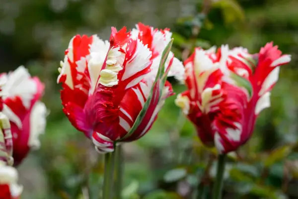 Tulipa 